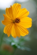 cosmos;Flora;Cosmos-Flowers;close-up;Peaceful;zen;Flowering;Yellow;Details;Pasto