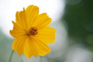 Wildflower;Details;Gold;stem;Flowers;Cosmos-Flowers;cosmos;Cosmos;botanical;gree