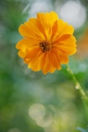 Close-up;Peaceful;zen;Orange;Flora;Bloom;Gold;green;Green;close-up;Oneness;Cosmo