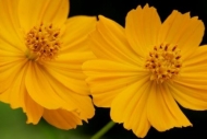 Peaceful;Orange;Yellow;Cosmos-Flowers;Gold;Oneness;Wildflower;Flowering;Flora;Bl