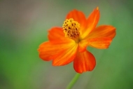 Wildflower;Gold;botanical;Details;Petal;green;close-up;Peaceful;cosmos;Yellow;Bl