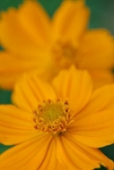 Flora;Peaceful;Close-up;Flowers;Petal;Flowering;botanical;Petals;Wildflower;clos