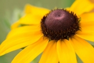 Black-eyed-Susan;Bloom;Blossom;Blossoms;Brown;Calm;Close-up;Floral;Floweret;Flow