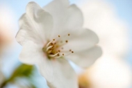 Bloom;Blossom;Blossoms;Botanical;Bradford-Pear;Bud;Calm;Close-up;Floral;Floweret