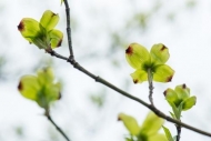 Bloom;Blossom;Blossoms;Botanical;Branches;Calm;Close-up;Dogwood;Floral;Floweret;