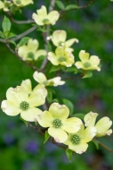 Bloom;Blossom;Blossoms;Botanical;Branches;Calm;Close-up;Dogwood;Floral;Floweret;