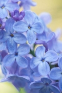 Bloom;Blossom;Blossoms;Blue;Close-up;Flower;Floweret;Flowering;Flowers;Green;One