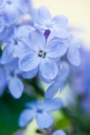 Bloom;Blossom;Blossoms;Blue;Close-up;Flower;Floweret;Flowering;Flowers;Green;One