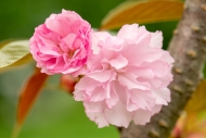 Bloom;Blossom;Blossoms;Calm;Cherry-Blossom;Cherry-Tree;Close-up;Floral;Floweret;