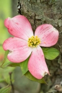 Bloom;Blossom;Blossoms;Close-up;Dogwood;Flower;Floweret;Flowering;Flowers;Green;