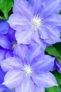 Bloom;Blossom;Blossoms;Blue;Botanical;Calm;Clematis;Close-up;Floral;Floweret;Flo