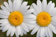 Bloom;Blossom;Close-up;Daisies;Daisy;Dew;Dewy;Drop;Droplets;Flower;Green;Petal;W