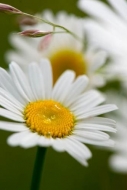 Bloom;Blossom;Blossoms;Close-up;Daisies;Daisy;Dew;Dewy;Drop;Droplets;Flower;Flow