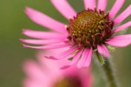 Bloom;Blossom;Blossoms;Botannicals;Brown;Close-up;Echinacea-tennesseensis;Flower