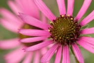 Bloom;Blossom;Blossoms;Botannicals;Brown;Close-up;Echinacea-tennesseensis;Flower