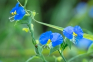 Asiatic-Dayflower;Bloom;Blossom;Blossoms;Blue;Botanical;Calm;Close-up;Commelina-