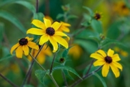 Black-eyed-Susan;Bloom;Blossom;Blossoms;Botanical;Brown;Bud;Calm;Close-up;Floral