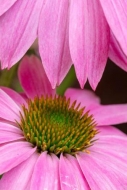 Bloom;Blossom;Blossoms;Close-up;Echinacea-purpurea;Flower;Floweret;Flowering;Flo