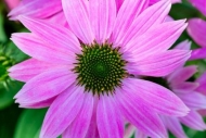 Bloom;Blossom;Close-up;Echinacea-purpurea;Flower;Flowering;Flowers;Green;Magenta