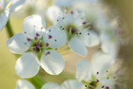 Bloom;Blossom;Blossoms;Botanical;Bradford-Pear;Branches;Bud;Calm;Close-up;Floral