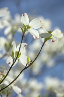 Bloom;Blossom;Blossoms;Blue;Branches;Calm;Close-up;Dogwood;Floral;Floweret;Flowe
