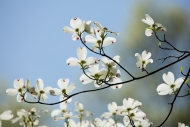 Bloom;Blossom;Blossoms;Blue;Branches;Calm;Close-up;Dogwood;Floral;Floweret;Flowe