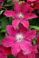 Bloom;Blossom;Blossoms;Botannicals;Clematis;Close-up;Flower;Floweret;Flowering;F