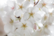 Bloom;Blossom;Blossoms;Cherry-Blossom;Cherry-Tree;Close-up;Flower;Floweret;Flowe