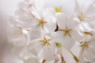 Bloom;Blossom;Blossoms;Cherry-Blossom;Cherry-Tree;Close-up;Flower;Floweret;Flowe