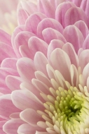 Bloom;Blossom;Blossoms;Botanical;Calm;Chrysanthemum;Close-up;Floweret;Flowering;