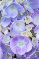 Bloom;Blossom;Blossoms;Blue;Botanical;Bud;Calm;Close-up;Dew;Droplets;Drops;Flora