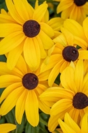 -Abstract;Abstraction;Black-eyed-Susan;Bloom;Blossom;Blossoms;Botanical;Brown;Ca