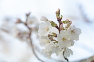 Bloom;Blossom;Blossoms;Botanical;Calm;Cherry-Blossom;Cherry-Tree;Close-up;Flora;