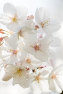 Bloom;Blossom;Blossoms;Botanical;Calm;Cherry-Blossom;Cherry-Tree;Close-up;Flora;
