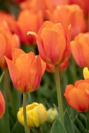 Bloom;Blossom;Blossoms;Botanical;Calm;Cheekwood-Botannical-Gardens;Close-up;Flor