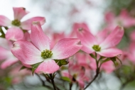 Bloom;Blossom;Blossoms;Botanical;Calm;Close-up;Dew;Droplets;Drops;Flora;Floral;F