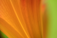 Abstract;Abstraction;Bloom;Blossom;Blossoms;Botanical;Calm;Close-up;Day-Lily;Day