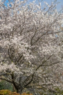 Bloom;Blossom;Blossoms;Blue;Branches;Bud;Calm;Cherry-Blossom;Cherry-Tree;Cloud;C