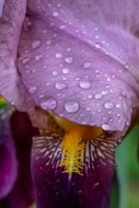 Bloom;Blossom;Blossoms;Bud;Calm;Close-up;Cool-Colors;Cool-Palette;Cool-Tones;Dew