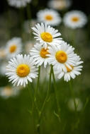 Bloom;Botanical;Calm;Close-up;Flora;Floral;Macro;Natural;Nature;Pastoral;Simplic