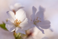 Bloom;Blossom;Blossoms;Botanical;Calm;Cherry-Blossom;Cherry-Tree;Close-up;Concep