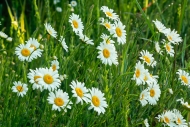Beauty;Biophilic;Bloom;Blossom;Calm;Concepts;Dew;Flora;Floral;Flowers;Healing;He