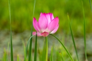 Beauty;Biophilic;Bloom;Blossom;Blossoms;Botanical;Botanicals;Calm;Close-up;Conce