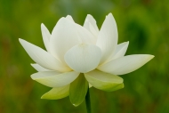 Beauty;Biophilic;Bloom;Blossom;Botanical;Buddhism;Calm;Dew;Flora;Flower;Flowers;