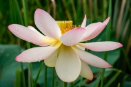 Beauty;Biophilic;Bloom;Blossom;Botanical;Calm;Close-up;Dew;Flora;Floral;Flower;F