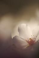 Abstract;Abstractions;Bloom;Blossom;Blossoms;Floret;Flower;Floweret;Flowering;Fl