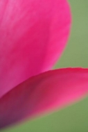 Stamen;Textures;Floweret;Petal;Shapes;Floret;Bloom;tulips;pink;Flowering;Flowers