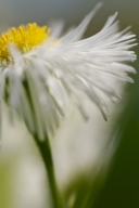 Bloom;Blossom;Blossoms;Floret;Flower;Floweret;Flowering;Flowers;Petal;Petals;Pis