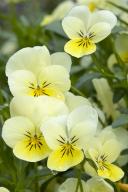 Floret;Floweret;Stamen;Pistel;Petals;Petal;Blossoms;Blossom;Bloom;Flowers;Flower