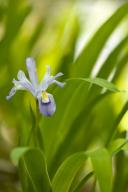 botanical;plant;plants;botanicals;botany;vegetation;greenery;flora;herbage;herb;